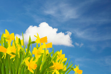 Osterglocken vor blauem Himmel