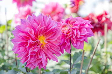 Obraz premium beautiful dahlia flower