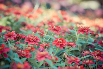 Flowers in the garden