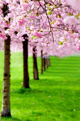 flowering cherry, sakura trees