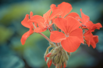 Flowers in the garden