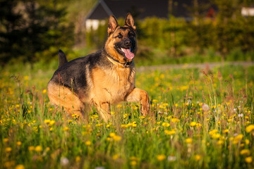 German Shepherd Dog