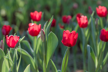 Beautiful bouquet of tulips