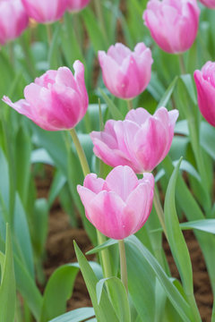 Beautiful bouquet of tulips