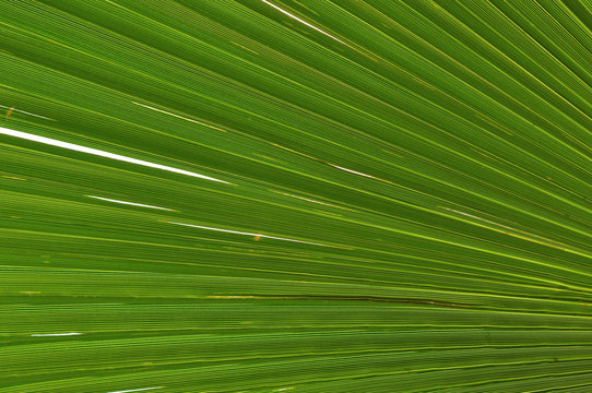 Palm Tree Leaf Patern