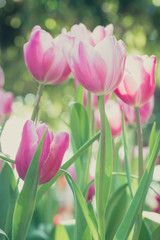 Beautiful bouquet of tulips