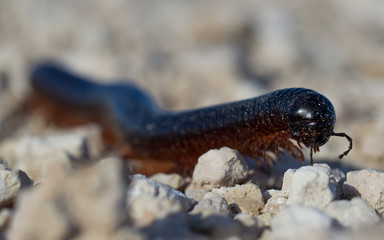 Large millipede, Africa