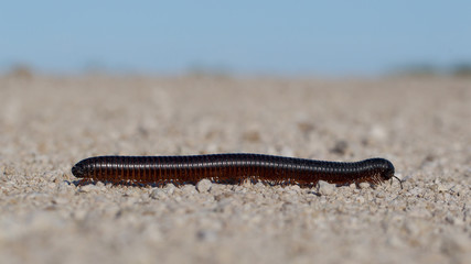 Large millipede, Africa
