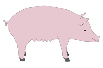 cartoon illustration of female pig