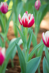 Tulip colorful flowers garden in spring