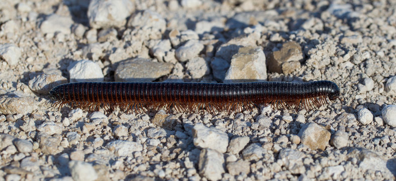 Large millipede, Africa