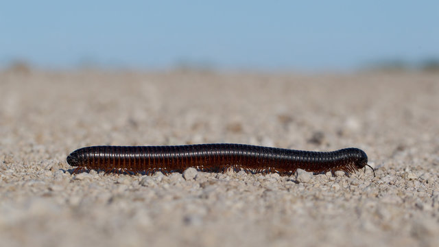 Large millipede, Africa