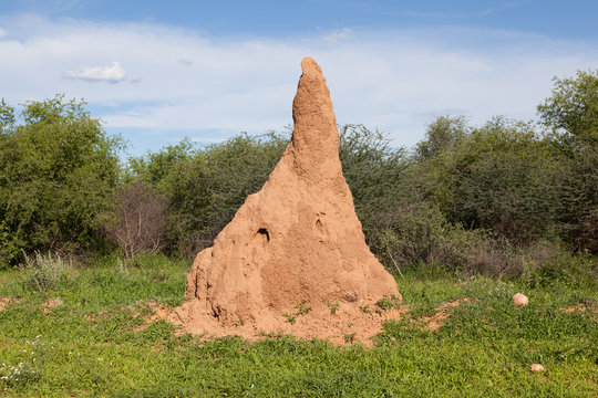 Huge termite mound in Africa