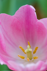 Fototapeta na wymiar Coldup pink Colored Tulip Flower