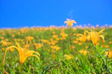 Daylily flower at sixty Stone Mountain in Taiwan