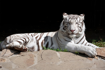 Fototapeta premium White Tiger