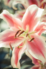 Pink lily flower closeup
