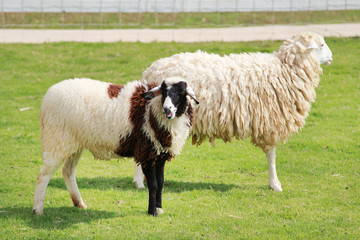 Obraz premium Sheep in farm.