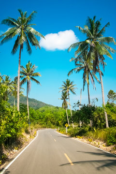 Nice asphalt road with palm trees