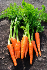 carrot on rock background