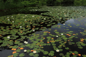 志賀高原一沼のヒツジグサ