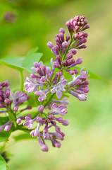 Beautiful pink flower
