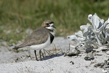 Two-banded plover, Charadrius falklandicus