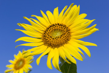 Obraz premium Sunflower with blue sky