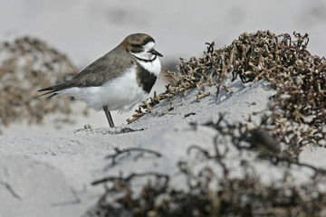 Two-banded plover, Charadrius falklandicus