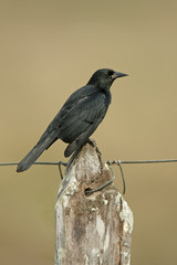 Unicolored blackbird, Agelaius cyanopus