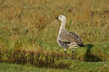 Upland goose, Chloephaga picta