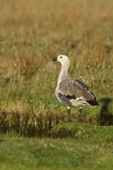 Upland goose, Chloephaga picta