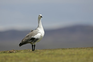 Upland goose, Chloephaga picta