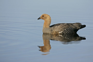 Upland goose, Chloephaga picta