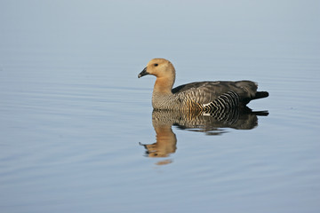 Upland goose, Chloephaga picta