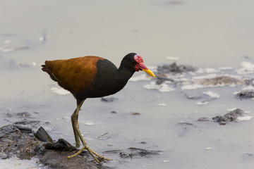 Wattled jacana,  Jacana jacana