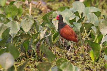 Wattled jacana,  Jacana jacana