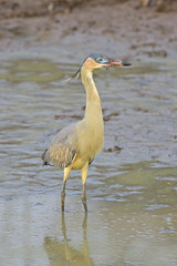 Whistling heron, Syrigma sibilatrix