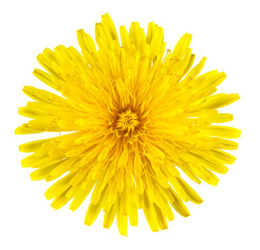 Fototapeta Dandelion