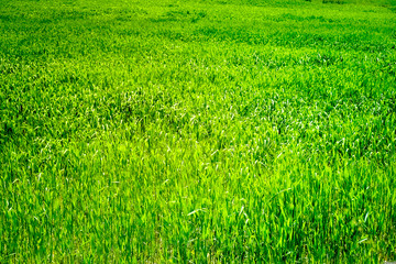 Obraz premium grass background