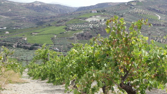 Greece, Crete. Vineyards in countryside