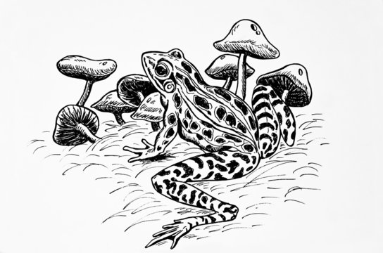 rana leopardo tra i funghi