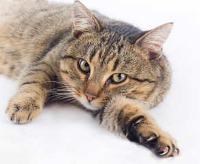 Cuddly cat
