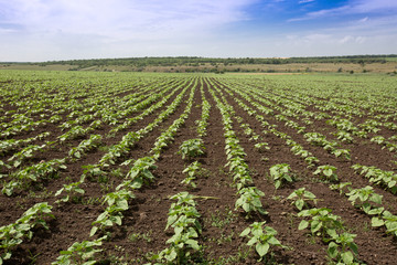 Fototapeta na wymiar field with sunflower sprouts