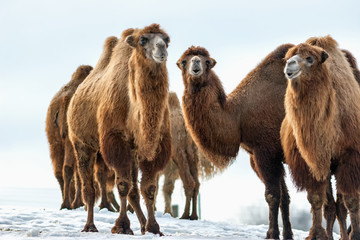 Les chameaux de Bactriane se promènent dans la neige