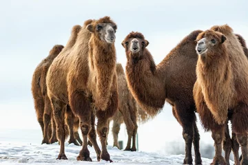 Papier Peint photo Lavable Chameau Les chameaux de Bactriane se promènent dans la neige