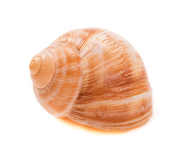 Sea shell on white background