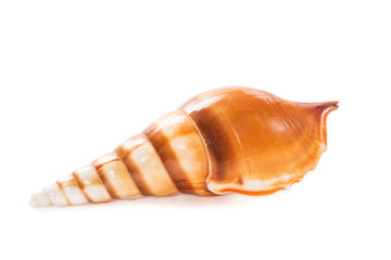Sea shell on white background
