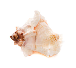 Fototapeta na wymiar Sea shell on white background