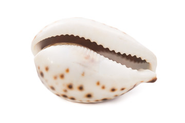 Sea shell on white background